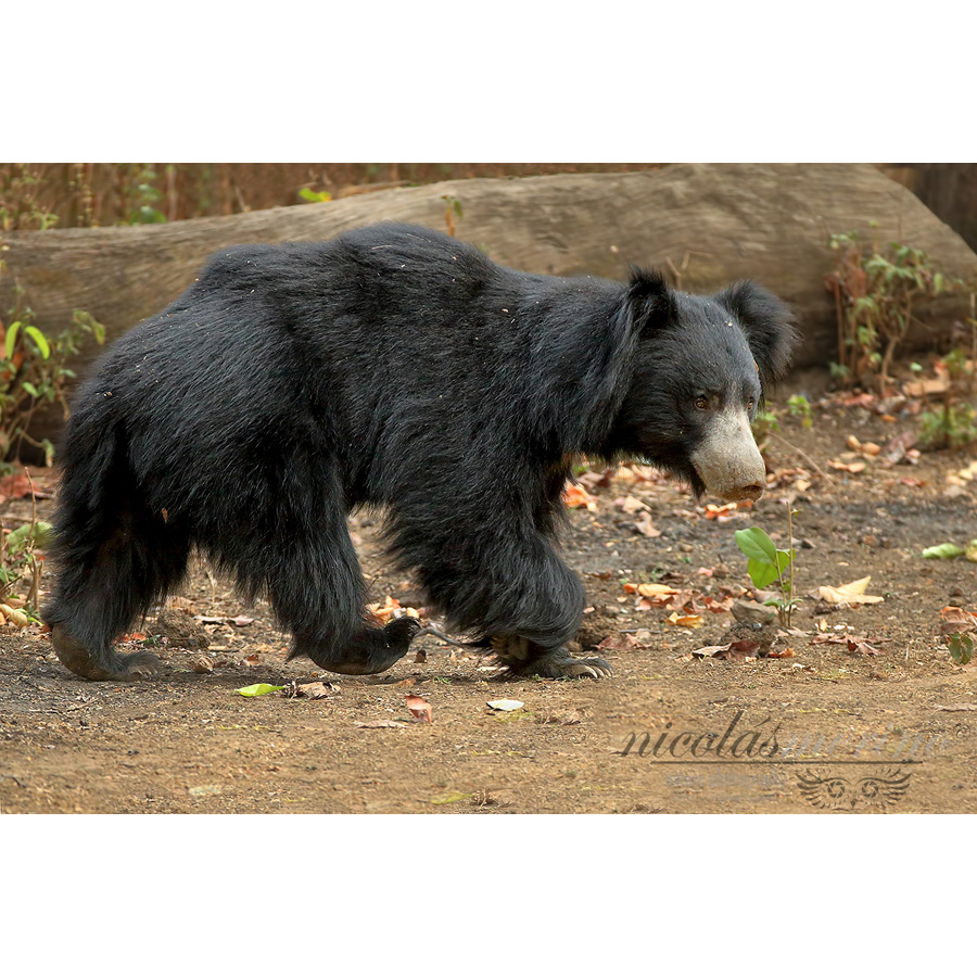 Губач (Melursus ursinus) Фото №3