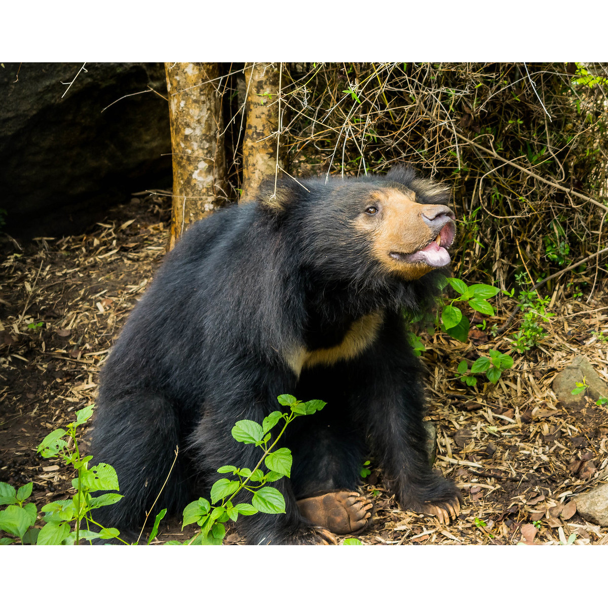 Губач (Melursus ursinus) Фото №5