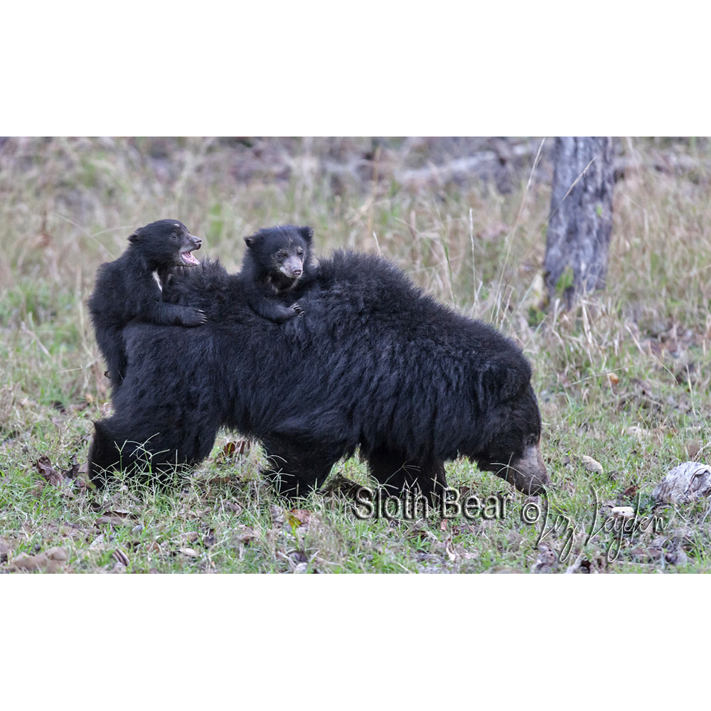 Губач (Melursus ursinus) Фото №7