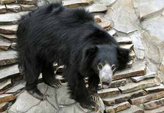 Melursus ursinus inornatus