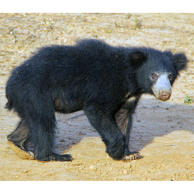 Губач (Melursus ursinus) Фото №1