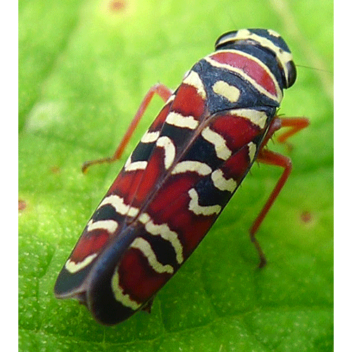 Семейство Membracoidea фото