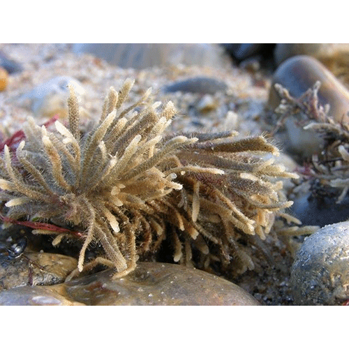 Семейство Membraniporoidea фото