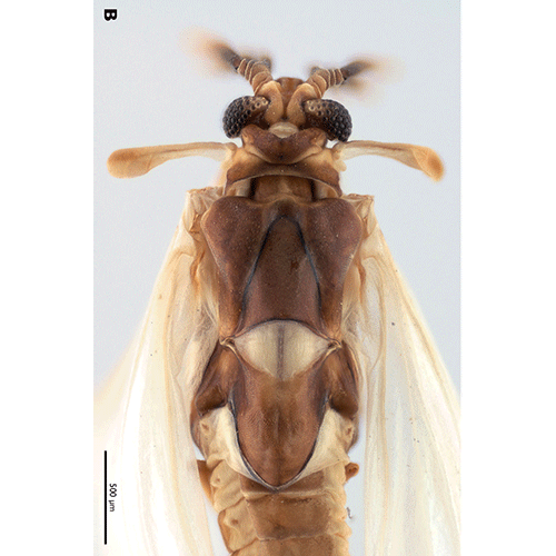 Семейство Mengenillidae фото