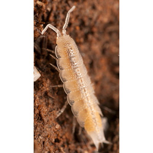 Семейство Meoniscidae фото
