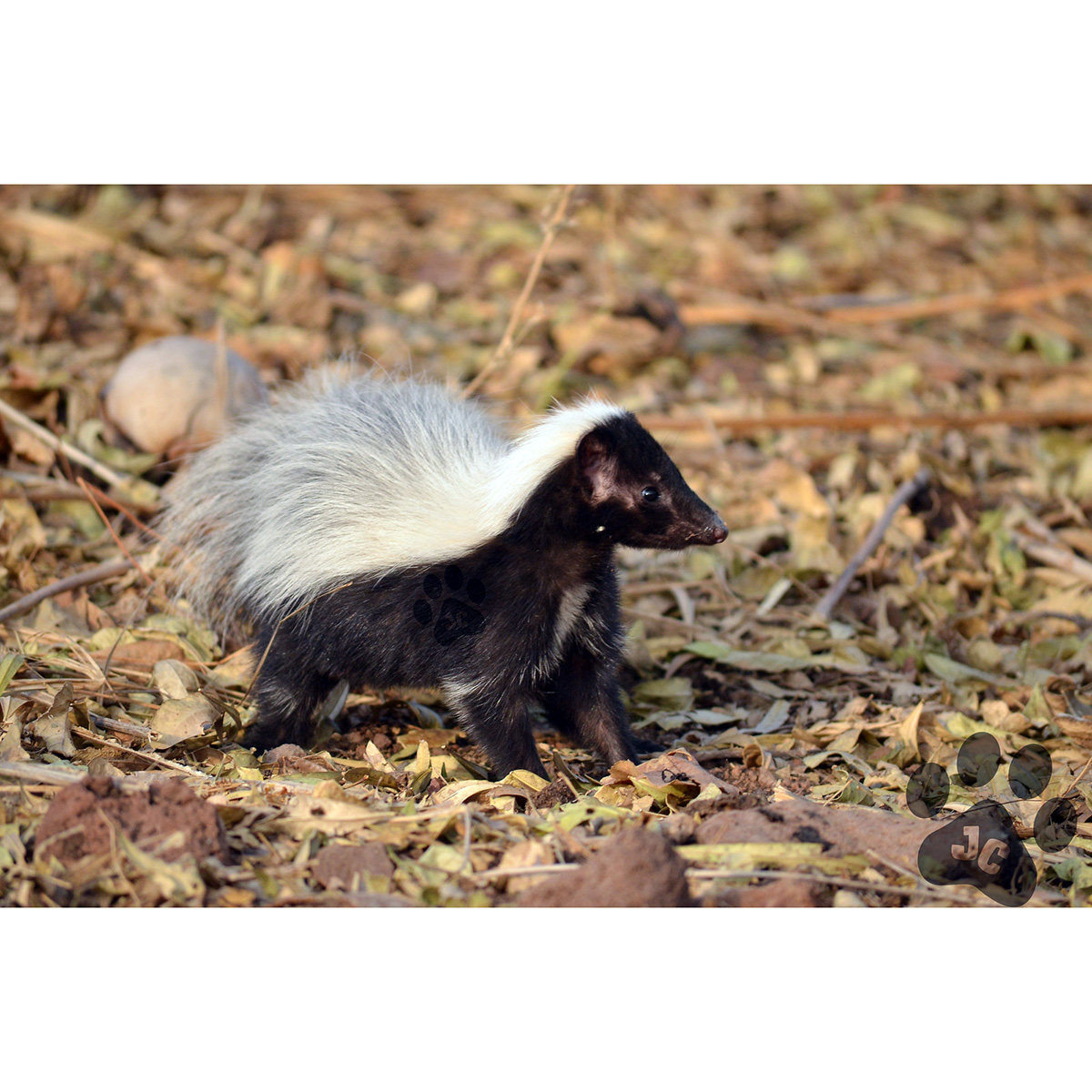 Мексиканский скунс (Mephitis macroura) Фото №4
