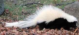 Mephitis macroura macroura