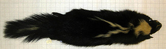 Mephitis mephitis avia