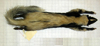 Mephitis mephitis elongata