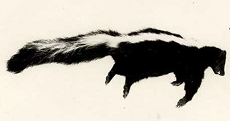 Mephitis mephitis major