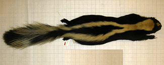 Mephitis mephitis spissigrada