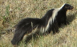 Mephitis mephitis varians
