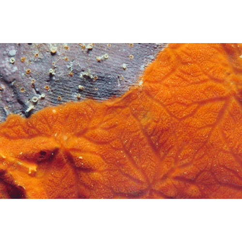Семейство Merliidae  фото