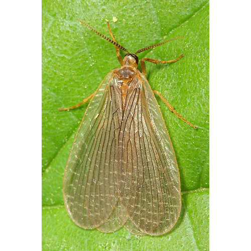 Семейство Meropeidae фото