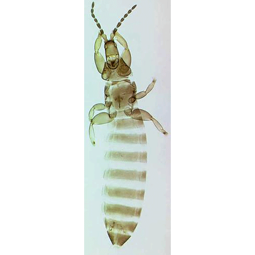 Семейство Merothripidae фото