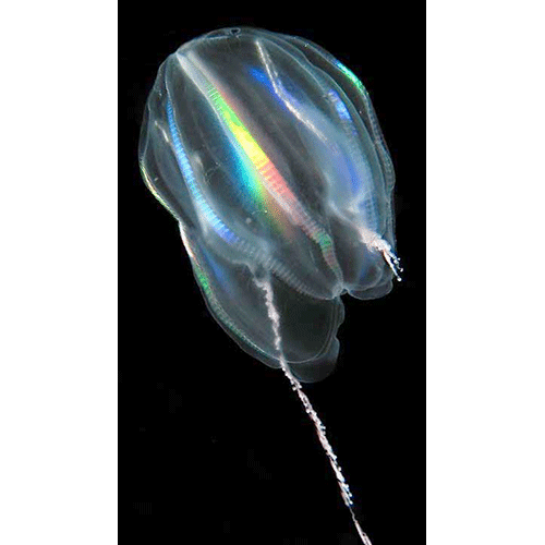 Семейство Mertensiidae  фото