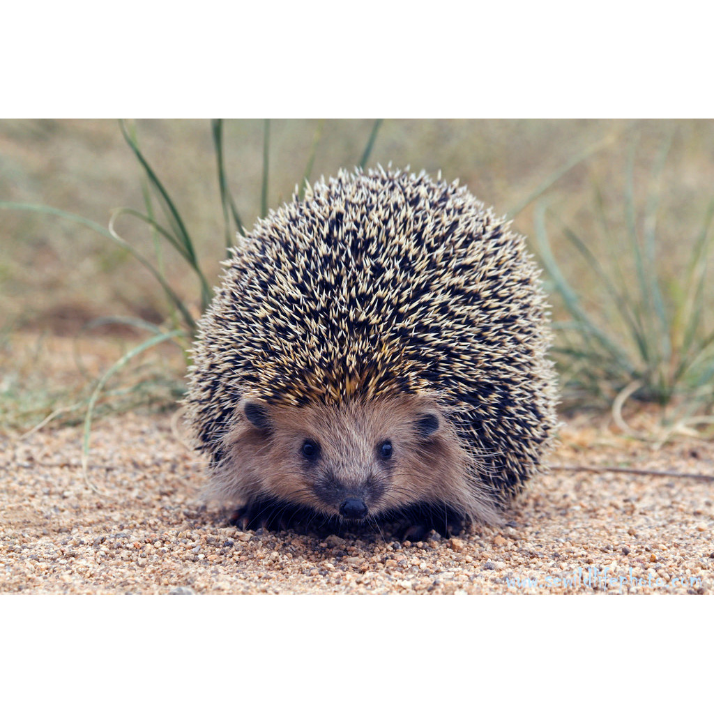 Даурский ёж (Mesechinus dauuricus) Фото №10