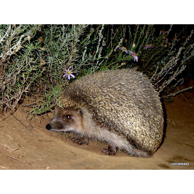 Даурский ёж (Mesechinus dauuricus) Фото №2