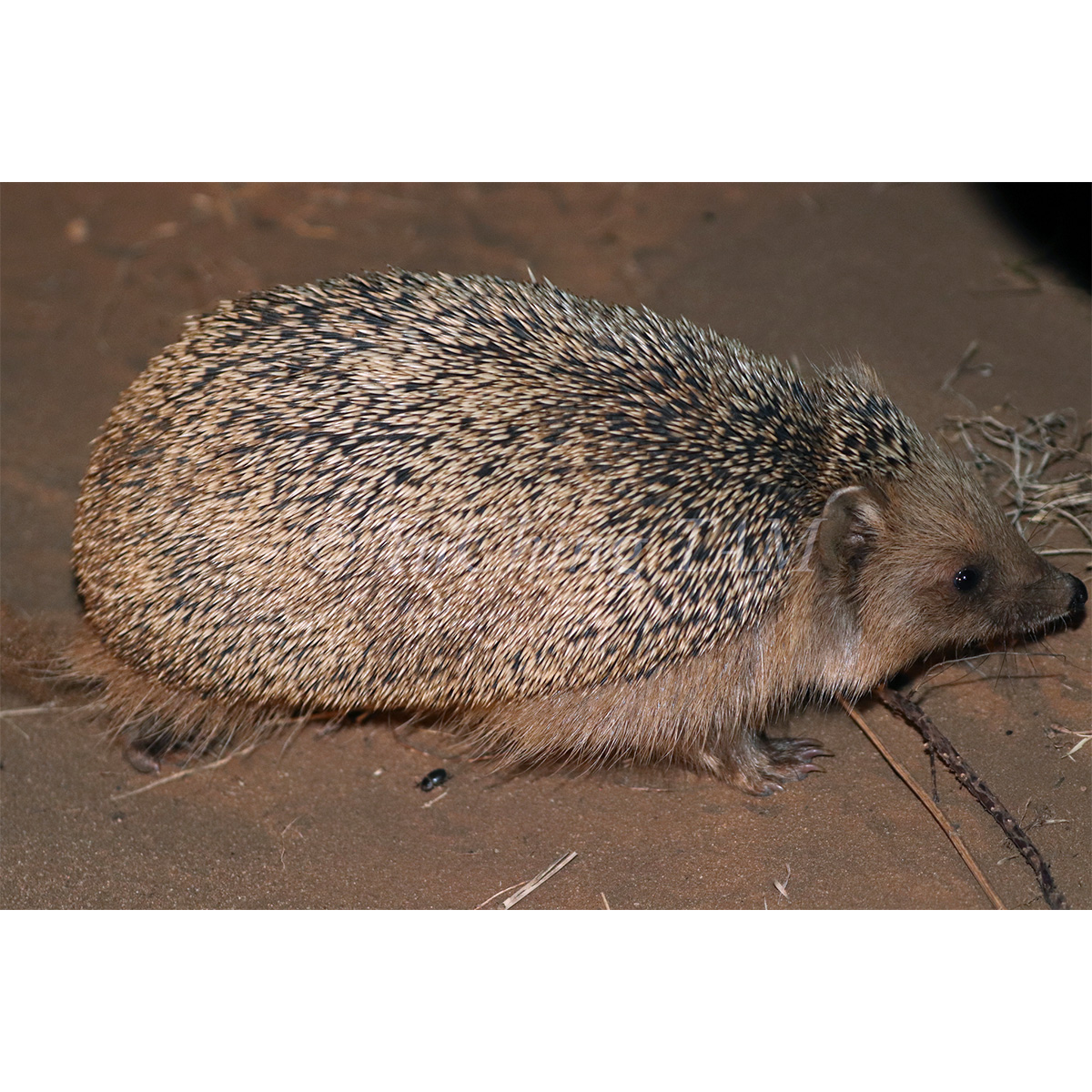 Даурский ёж (Mesechinus dauuricus) Фото №3