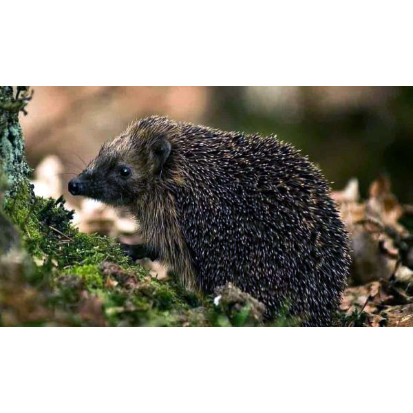 Даурский ёж (Mesechinus dauuricus) Фото №4