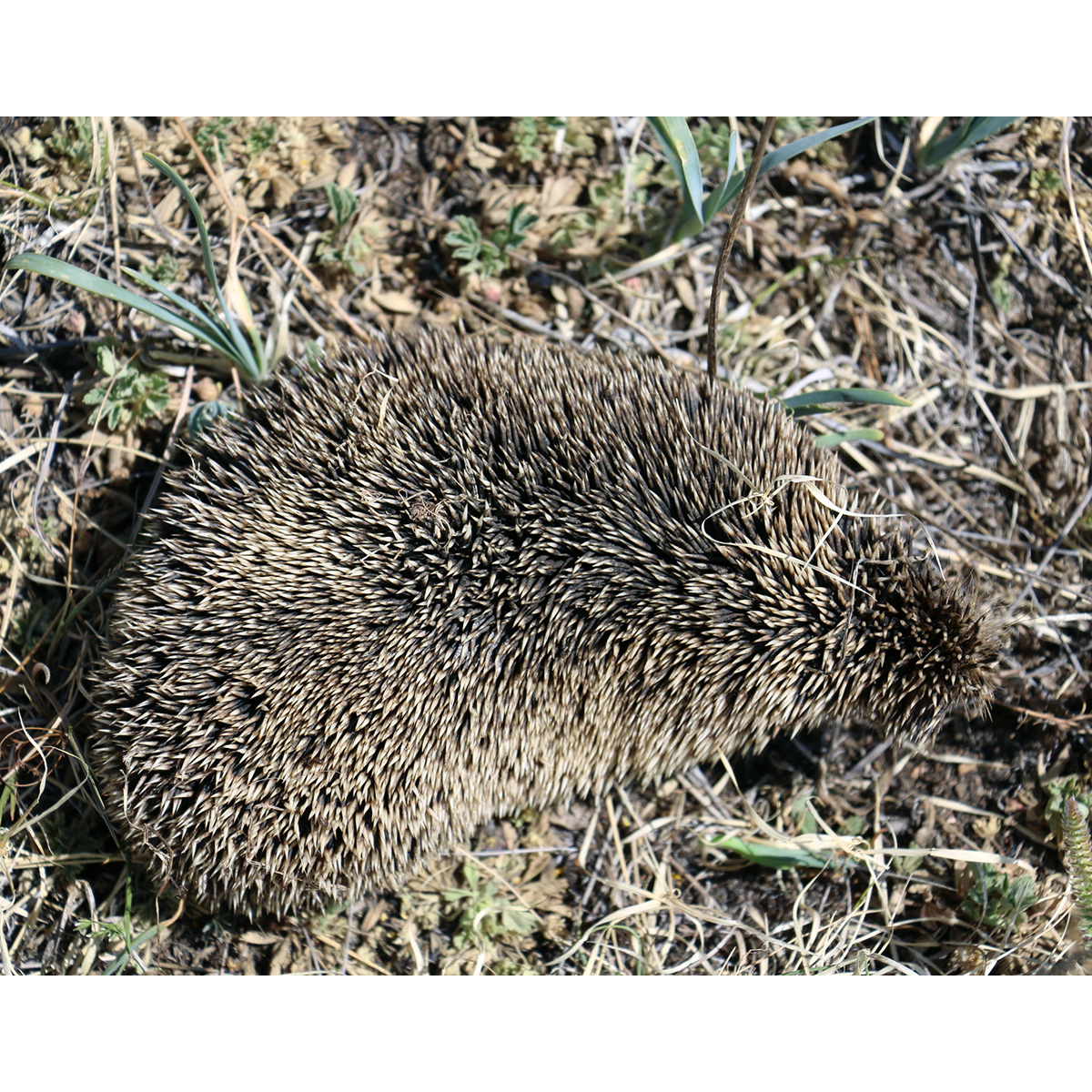 Даурский ёж (Mesechinus dauuricus) Фото №5