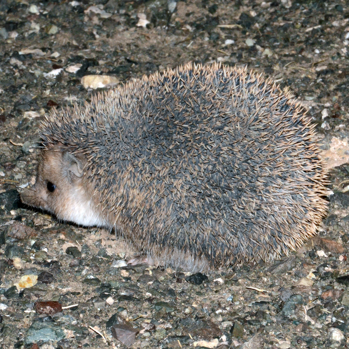 Даурский ёж (Mesechinus dauuricus) Фото №6