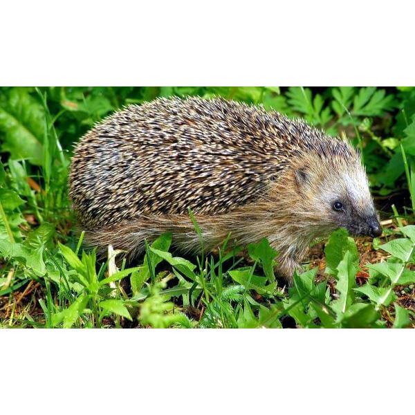 Даурский ёж (Mesechinus dauuricus) Фото №7