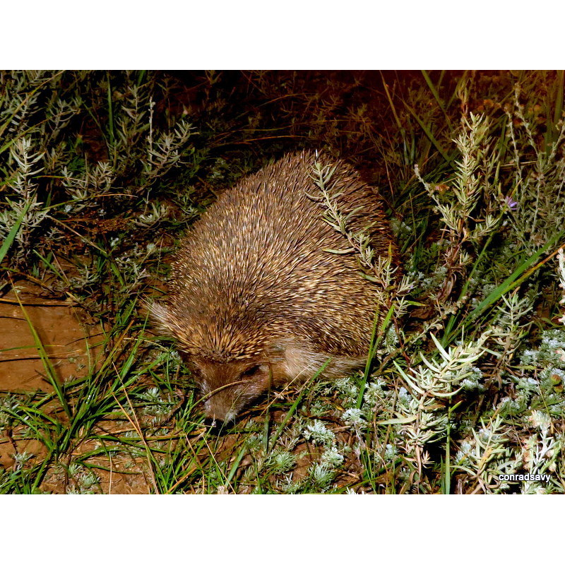Даурский ёж (Mesechinus dauuricus) Фото №8