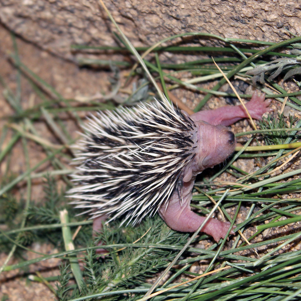 Даурский ёж (Mesechinus dauuricus) Фото №9