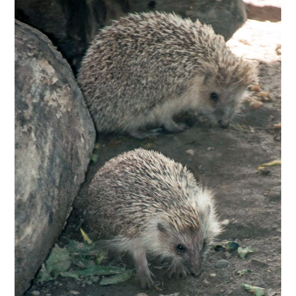 Китайский ёж (Mesechinus hughi) Фото №2