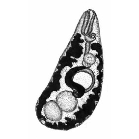 Семейство Mesometridae фото