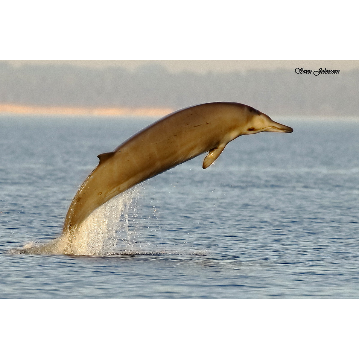 Атлантический ремнезуб (Mesoplodon bidens) Фото №3
