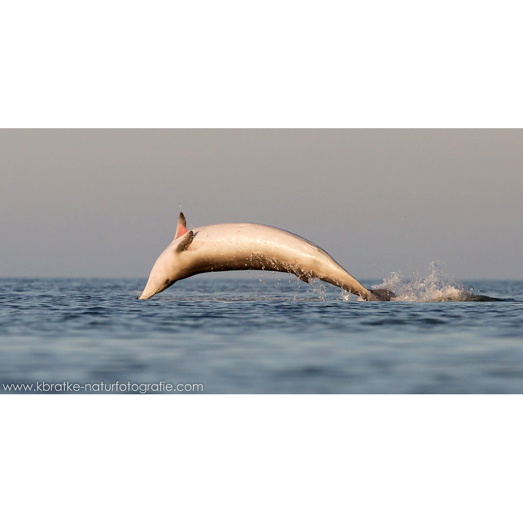 Атлантический ремнезуб (Mesoplodon bidens) Фото №6