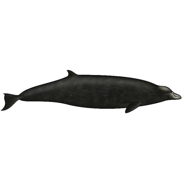 Ремнезуб Хаббса (Mesoplodon carlhubbsi) Фото №1