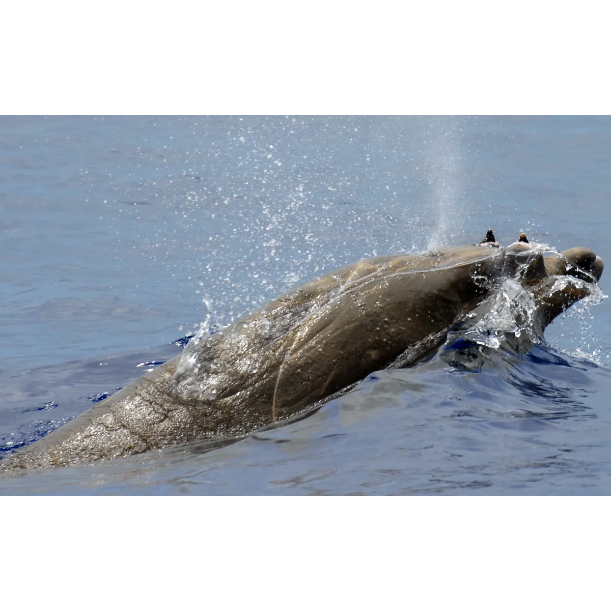 Тупорылый ремнезуб (Mesoplodon densirostris) Фото №10