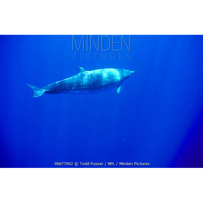 Тупорылый ремнезуб (Mesoplodon densirostris) Фото №2