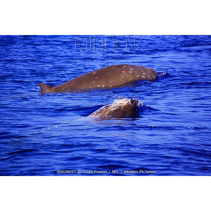 Тупорылый ремнезуб (Mesoplodon densirostris) Фото №5