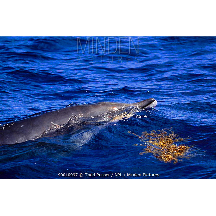 Тупорылый ремнезуб (Mesoplodon densirostris) Фото №8
