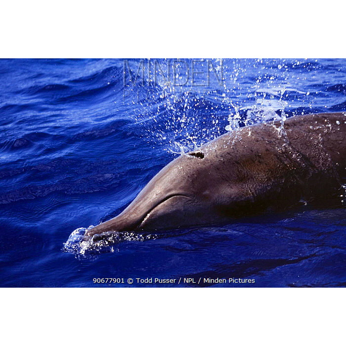 Тупорылый ремнезуб (Mesoplodon densirostris) Фото №9