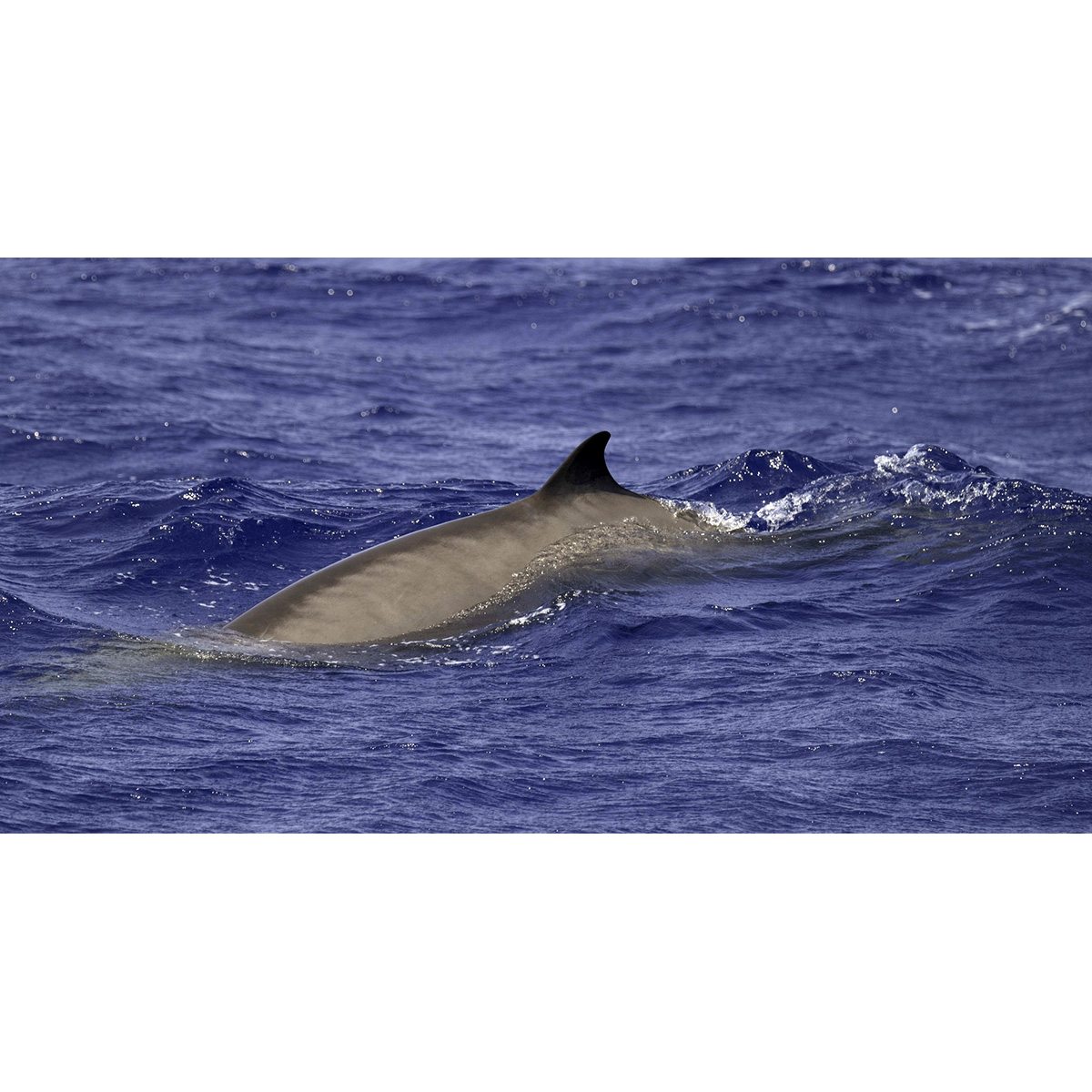 Антильский ремнезуб (Mesoplodon europaeus) Фото №9