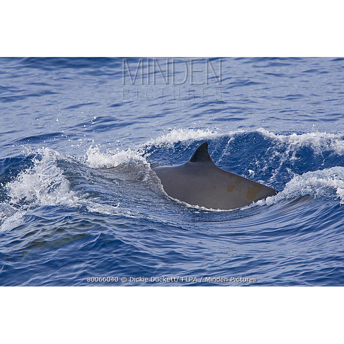 Ремнезуб Грея (Mesoplodon grayi) Фото №2
