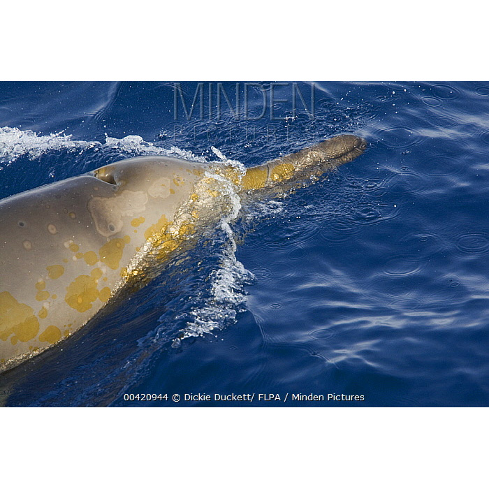 Ремнезуб Грея (Mesoplodon grayi) Фото №4