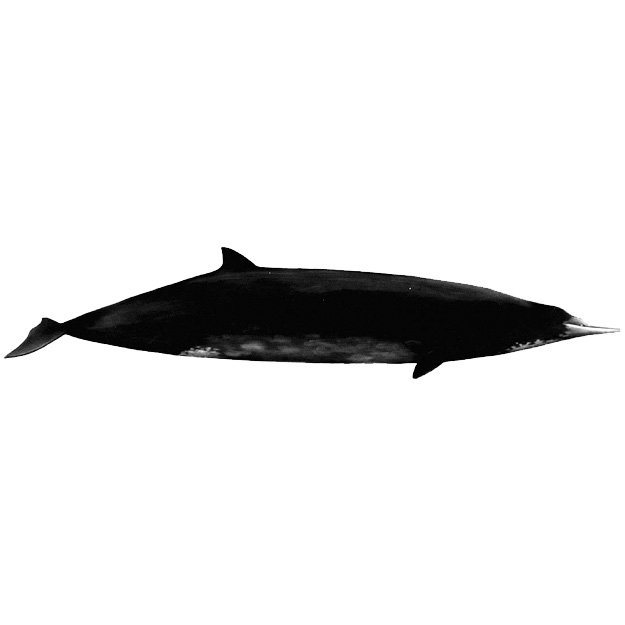 Ремнезуб Грея (Mesoplodon grayi) Фото №1