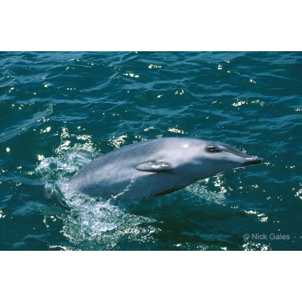 Ремнезуб Гектора (Mesoplodon hectori) Фото №2