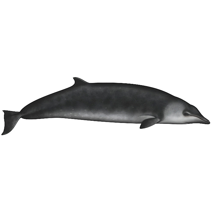 Ремнезуб Гектора (Mesoplodon hectori) Фото №1