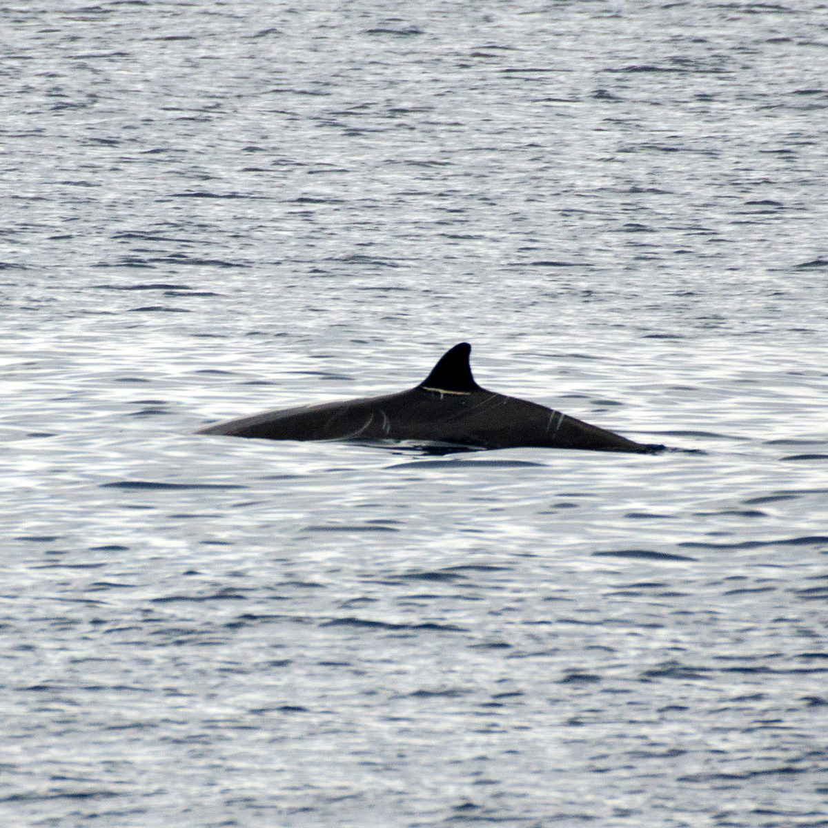 Deraniyagala's Beaked Whale (Mesoplodon hotaula) Фото №2
