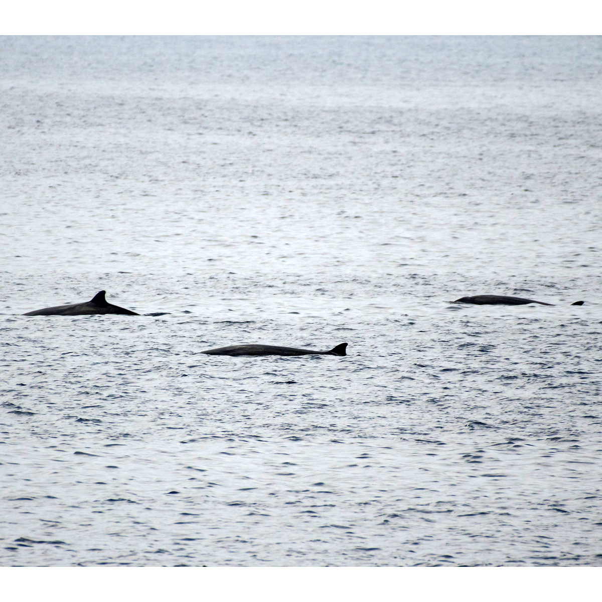 Deraniyagala's Beaked Whale (Mesoplodon hotaula) Фото №3