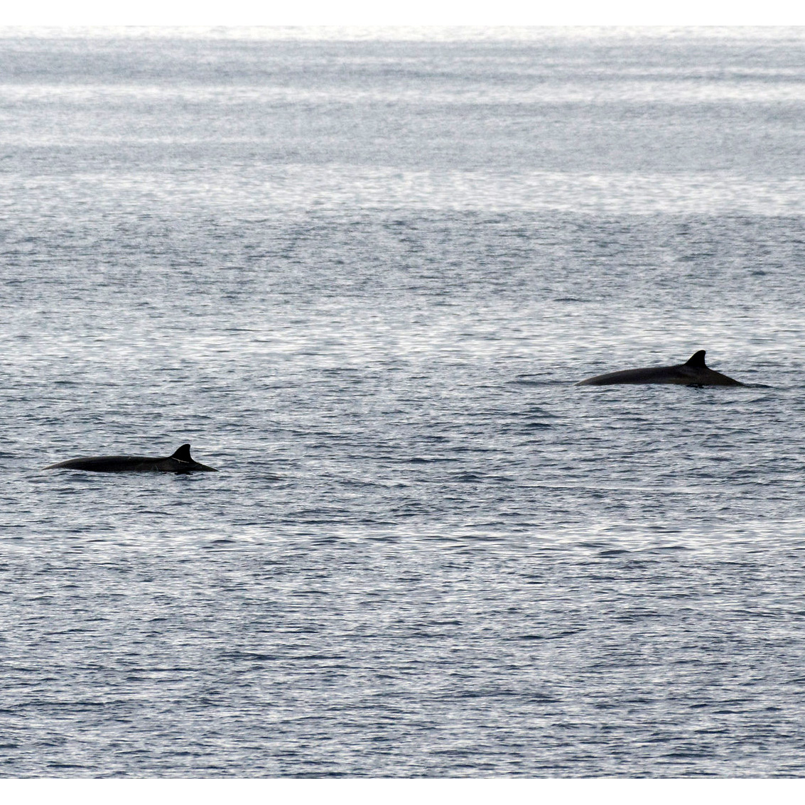 Deraniyagala's Beaked Whale (Mesoplodon hotaula) Фото №4