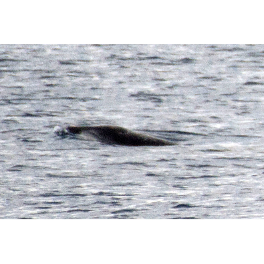 Deraniyagala's Beaked Whale (Mesoplodon hotaula) Фото №5