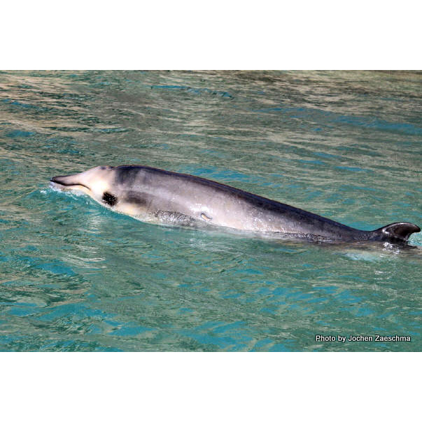 Ремнезуб Лейарда (Mesoplodon layardii) Фото №3